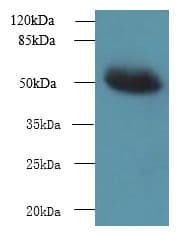 MIEF1 / SMCR7L Antibody