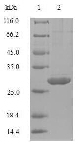 Sheep IL4 Protein (Recombinant 10His-B2M, N-terminus + Myc, C-terminus)