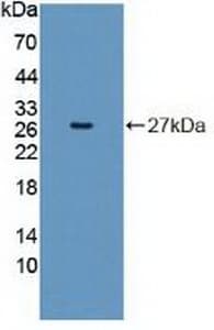 INSRR Antibody