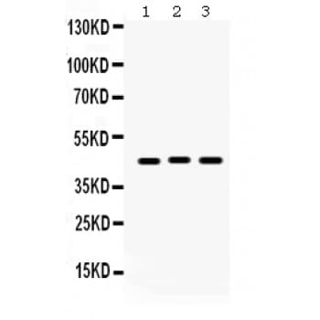 Polyclonal Rabbit anti-Human GJC1 / CX45 / Connexin 45 Antibody (aa333-363, WB)