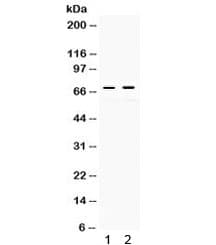 REL / C-Rel Antibody