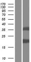TMEM92 Protein (Over-Expression Lysate Myc-DDK (Flag))