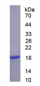 Mouse IL13RA1 / IL13R Alpha 1 Protein (Recombinant His)
