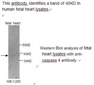 Polyclonal Rabbit anti-Human CASP4 / Caspase 4 Antibody (WB)
