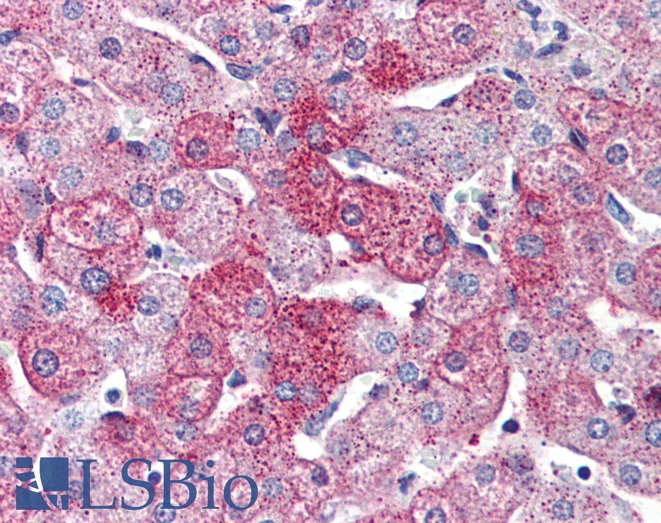 IHC-plus™ ADGRG6 / GPR126 Antibody (Internal)