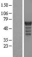 CDK16 / PCTAIRE Protein (Over-Expression Lysate Myc-DDK (Flag))