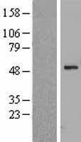 WSB1 Protein (Over-Expression Lysate Myc-DDK (Flag))