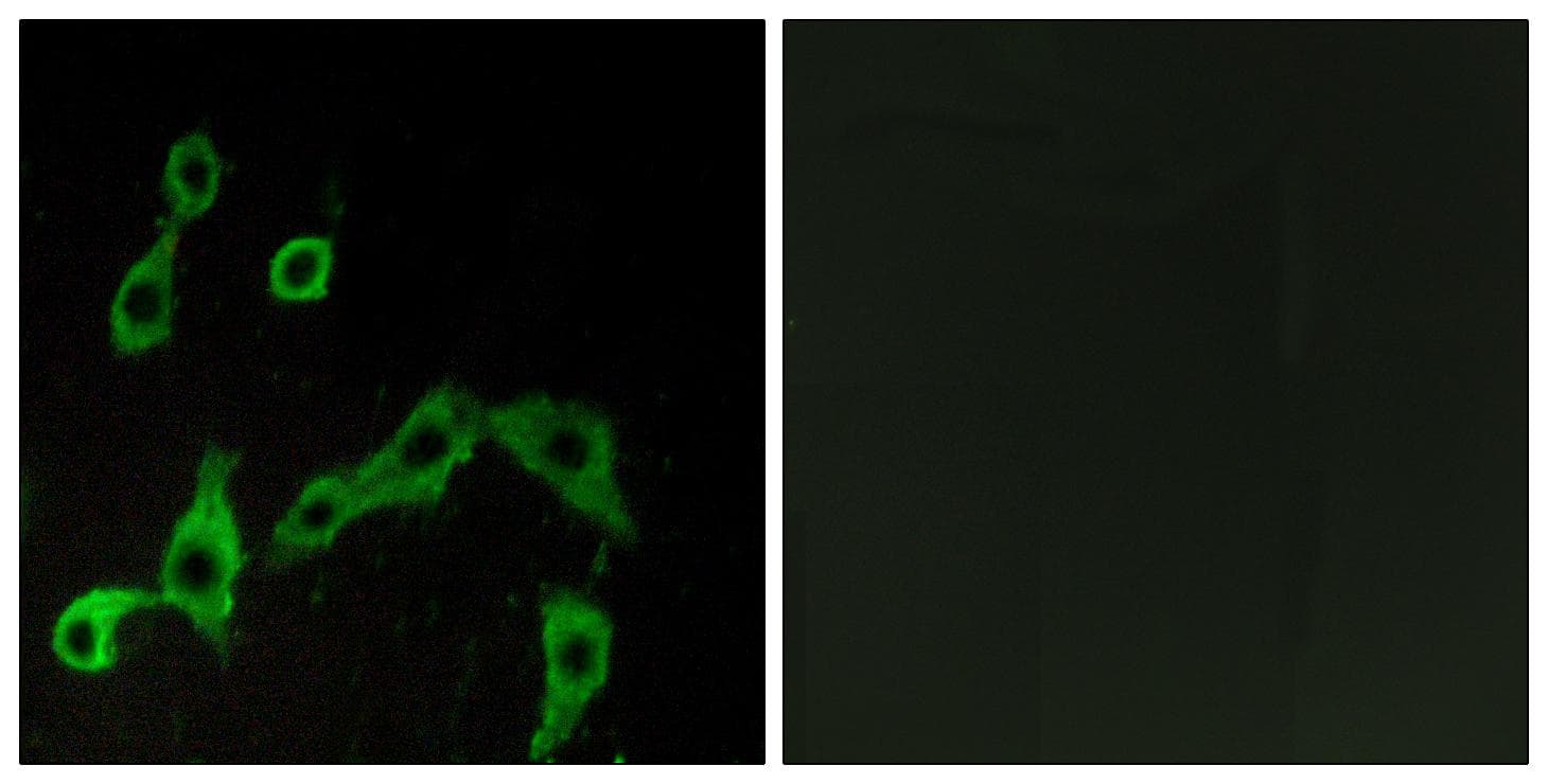 Polyclonal Rabbit anti-Human ADRA2A Antibody (IF)