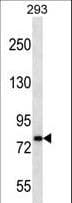 CDH19 / Cadherin 19 Antibody (aa613-640)