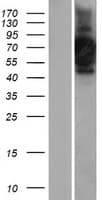 CNTFR Protein (Over-Expression Lysate Myc-DDK (Flag))