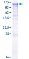 Human ANPEP / CD13 Protein (Recombinant GST)