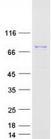 Human DCLK / DCLK1 Protein (Recombinant Myc-DDK (Flag))