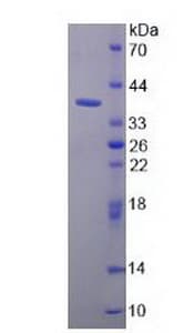 Mouse APOC2 / Apolipoprotein C II (Recombinant His-GST)