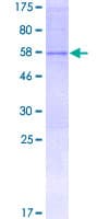 Human KIAA1236 / KIF26A Protein (Recombinant GST)