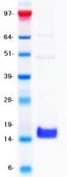 Human CD3E Protein (Recombinant DDK (Flag)-His, C-terminus)