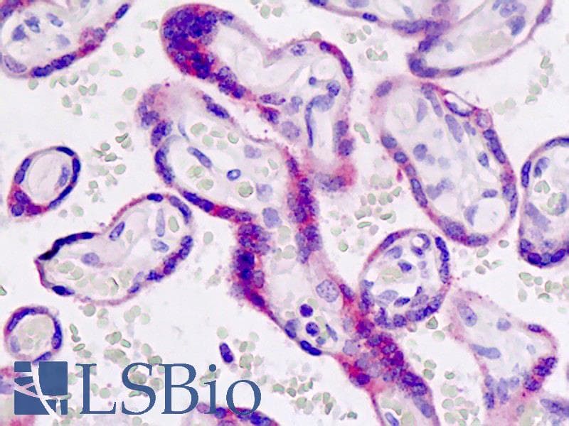 IHC-plus™ GDF15 Antibody (aa51-79)