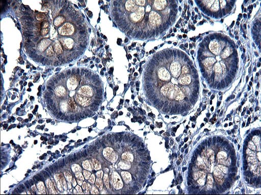Osteonectin / SPARC Antibody (clone 2B1, Carrier-free)
