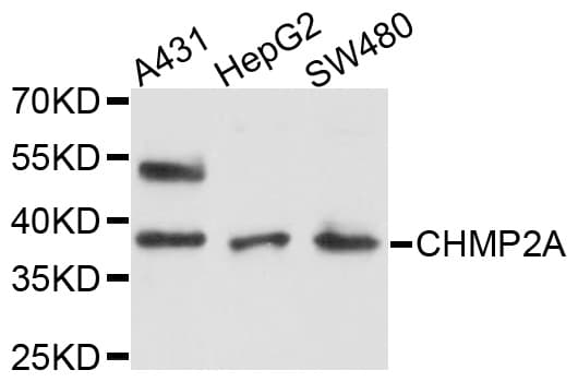 CHMP2A Antibody