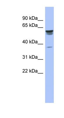 TRIM4 / RNF87 Antibody (aa107-156)