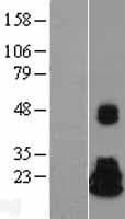 NME4 Protein (Over-Expression Lysate Myc-DDK (Flag))
