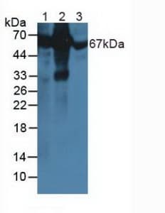 ALB / Serum Albumin Antibody