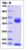 Monkey-Rhesus CD1C + B2M Heterodimer Protein (Recombinant His,C-terminus)