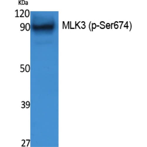 Polyclonal Rabbit anti-Human MAP3K11 / MLK3 Antibody (610-690 aa, WB)