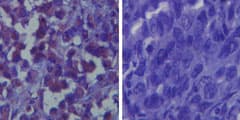 TLR6 Antibody (aa25-39)
