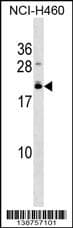 EFCAB10 Antibody (aa 97-123, C-term)