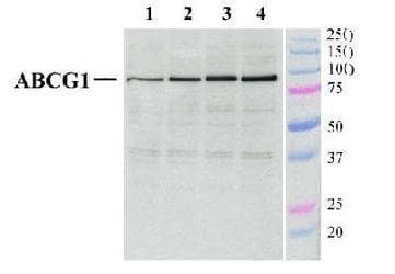 ABCG1 Antibody (Internal, DY650)