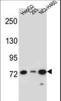 LNX2 Antibody (aa551-579)