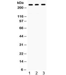 PTPRF Antibody