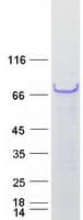 Human Junctin / ASPH Protein (Recombinant Myc-DDK (Flag))