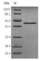 Schizosaccharomyces pombe Pos5 Protein (Recombinant 6His, N-terminus)