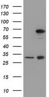 MPP3 Antibody (clone OTI2A11)