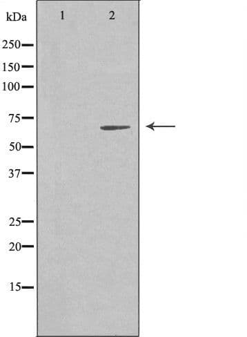 EME1 Antibody