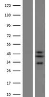 SLC25A28 Protein (Over-Expression Lysate Myc-DDK (Flag))