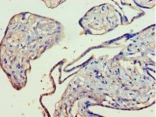 KMO Antibody (aa1-486)