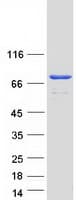 Human TTC25 Protein (Recombinant Myc-DDK (Flag))