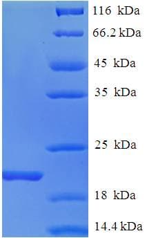 Mouse AIF1 / IBA1 Protein (Recombinant His)
