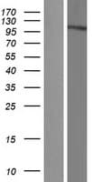 KPNB1 / Importin Beta Protein (Over-Expression Lysate Myc-DDK (Flag))