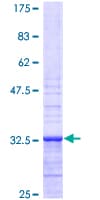 Human Apelin Protein (Recombinant GST)