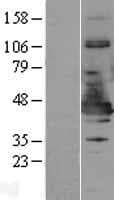 NDE1 Protein (Over-Expression Lysate Myc-DDK (Flag))