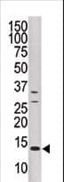 DUSP15 Antibody (aa17-44)
