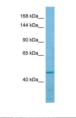 FMNL2 Antibody (aa976-1025)