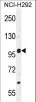 Polyclonal Rabbit anti-Human NBPF8 Antibody (aa30-58, IHC, WB)