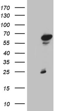 Monoclonal Mouse anti-Human ZNF329 Antibody (clone OTI2D6, aa1-203, WB)