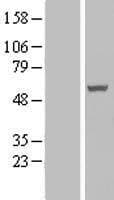 Human RASSF9 / P-CIP1 Protein (Over-Expression Lysate Myc-DDK (Flag))