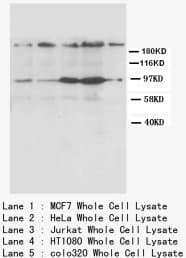 CXCR4 Antibody (N-Terminus)