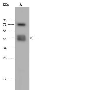 CACNG4 Antibody